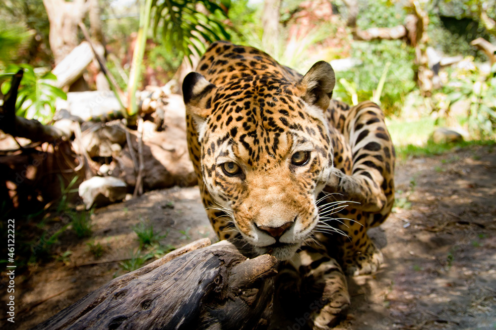 Large male jaguar jumping towards camera