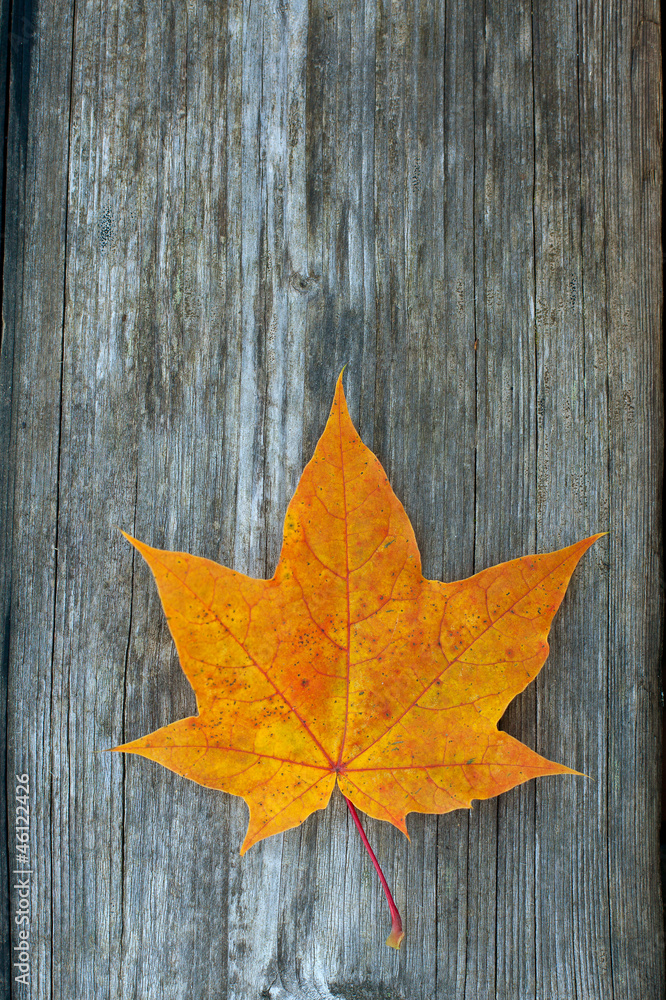 orange maple leaf on wooden surface