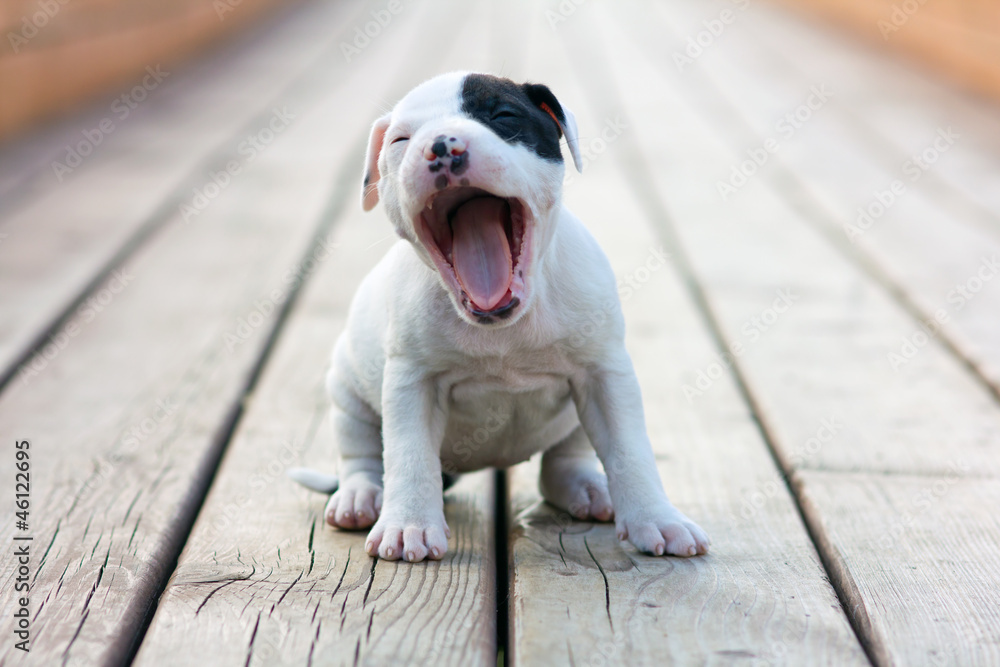 American Staffordshire terrier puppy - obrazy, fototapety, plakaty 