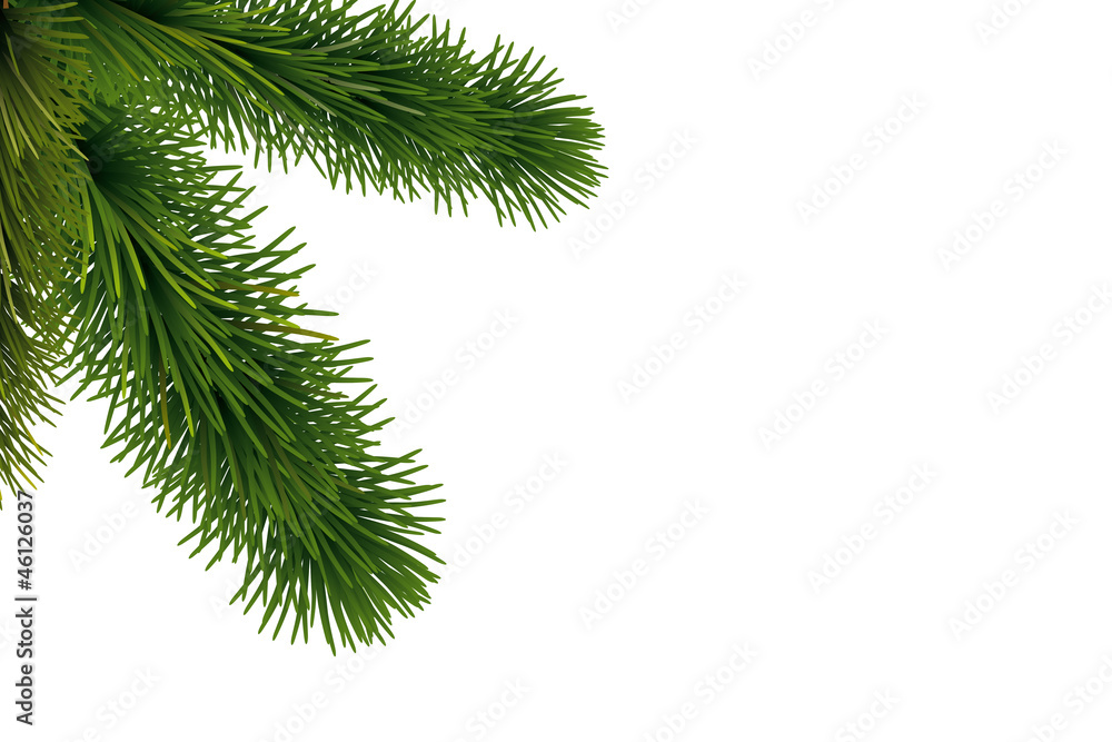 Obraz premium Hintergrund Tannenzweig seitlich