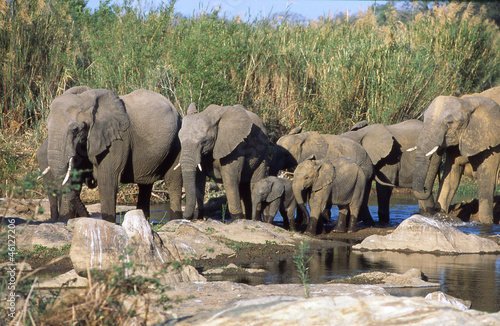 Photography herd of elephants
