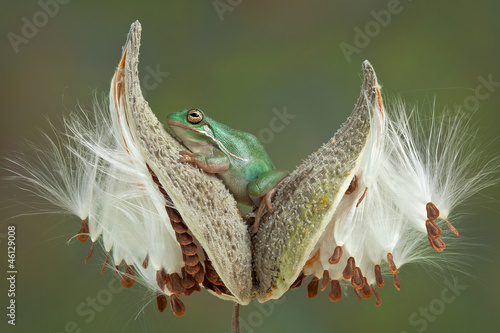 Frog on milkweed pods © Cathy Keifer