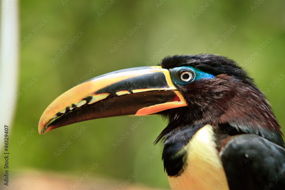 The toucan resting by a tree close up The toucan resting by a tree close up