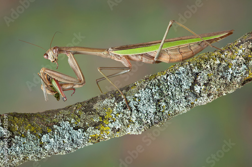 Bild auf Leinwand Mantis eating hopper