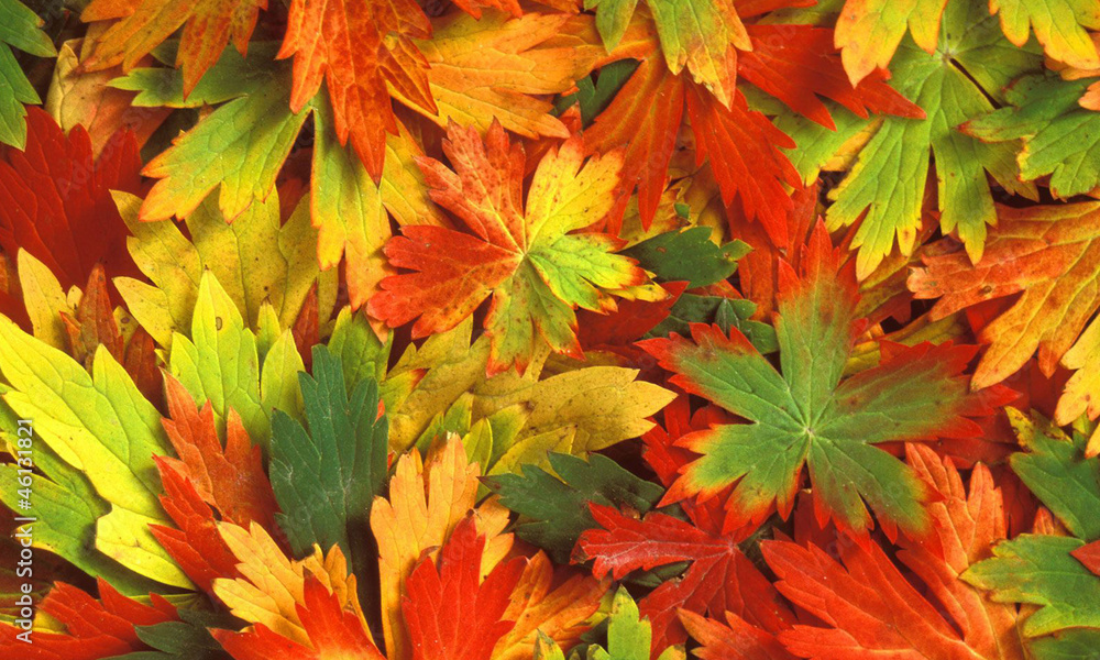 Autunm Background Autunm Background