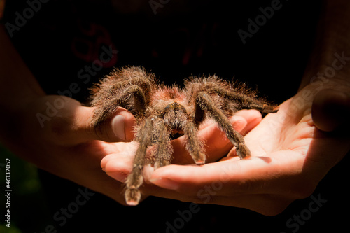 Giant Tarantula spider walking on a person's hands