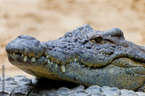 A nile crocodile, Crocodylus niloticus