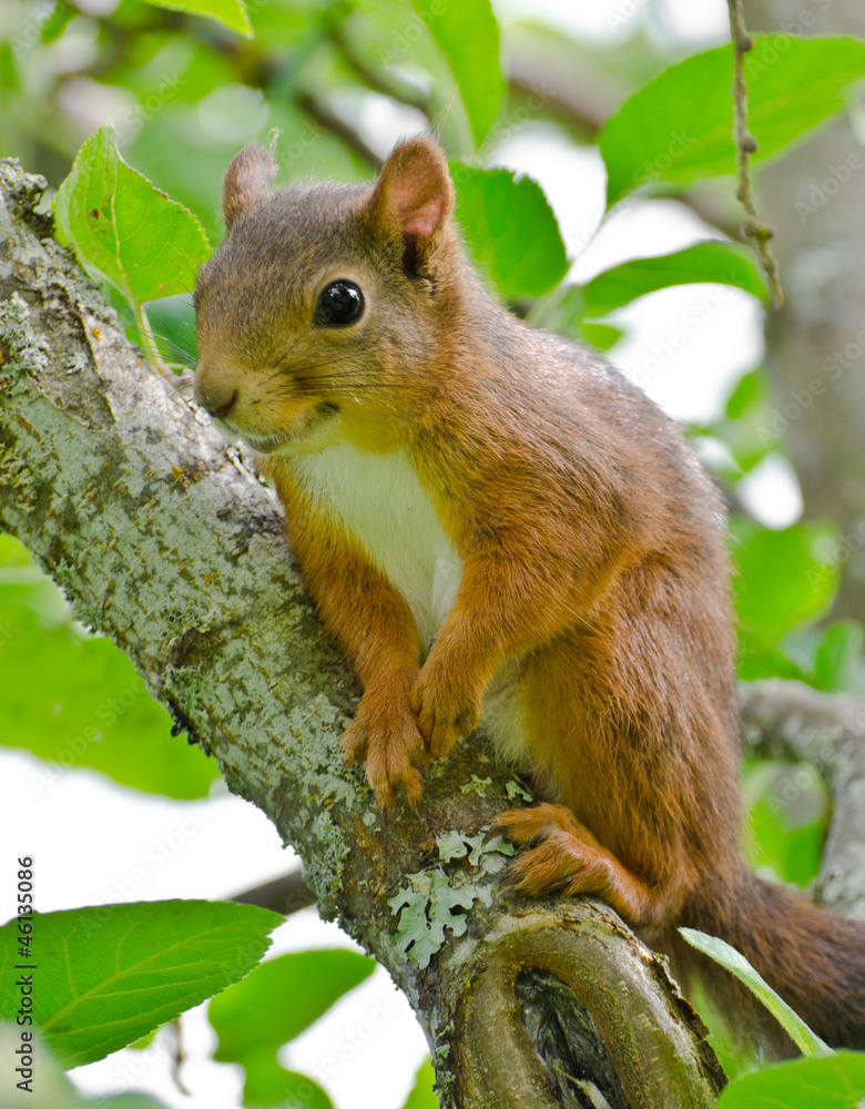 Red squirrel (Sciurus vulgaris) Red squirrel (Sciurus vulgaris)