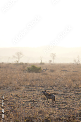 Fototapeta Naklejka Na Ścianę i Meble -  Hyena in sunrise