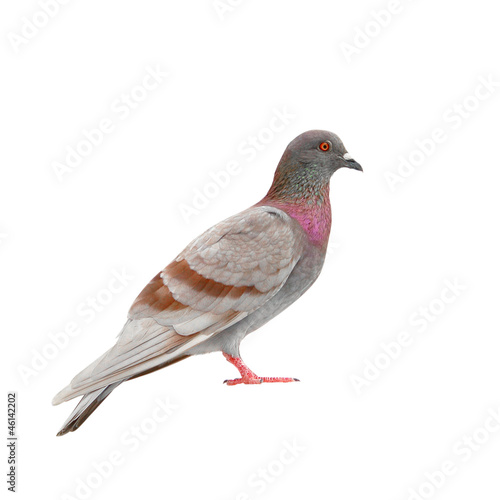 grey pigeon isolated on white background