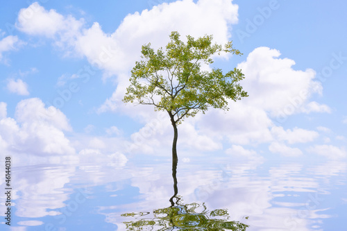 Tree in the water
