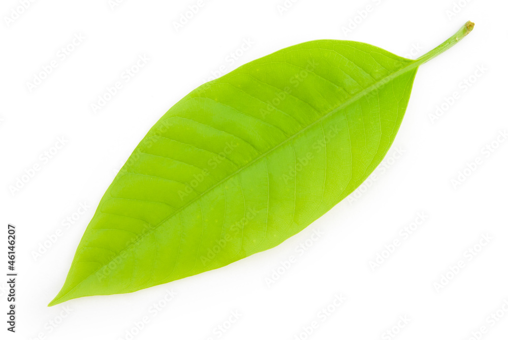 Obraz premium green leaf on white background