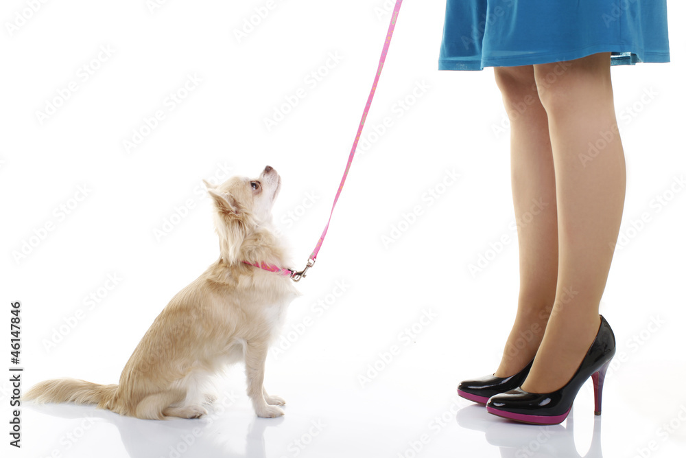 Chihauhua Hund sitzt vor Beinen in High Heels Chihauhua Hund sitzt vor Beinen in High Heels