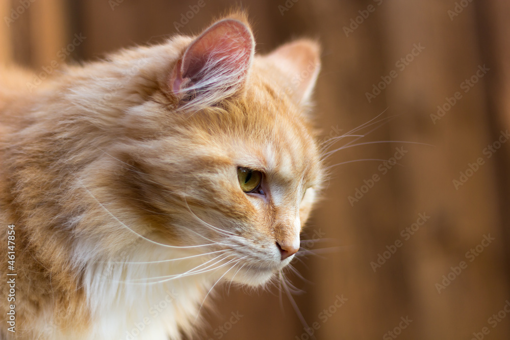Rote Maine Coon Katze im Profil
