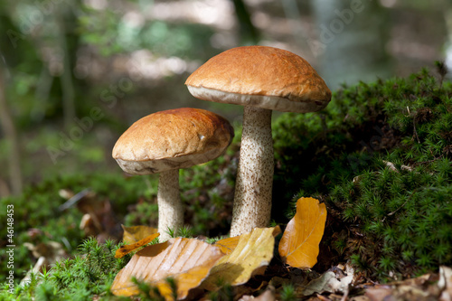 Boletus Quercinus