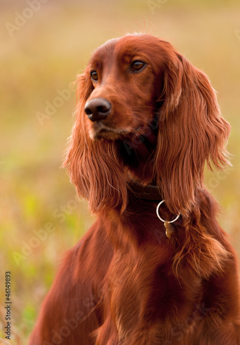 Portret irish setter, vertical. Closeup.