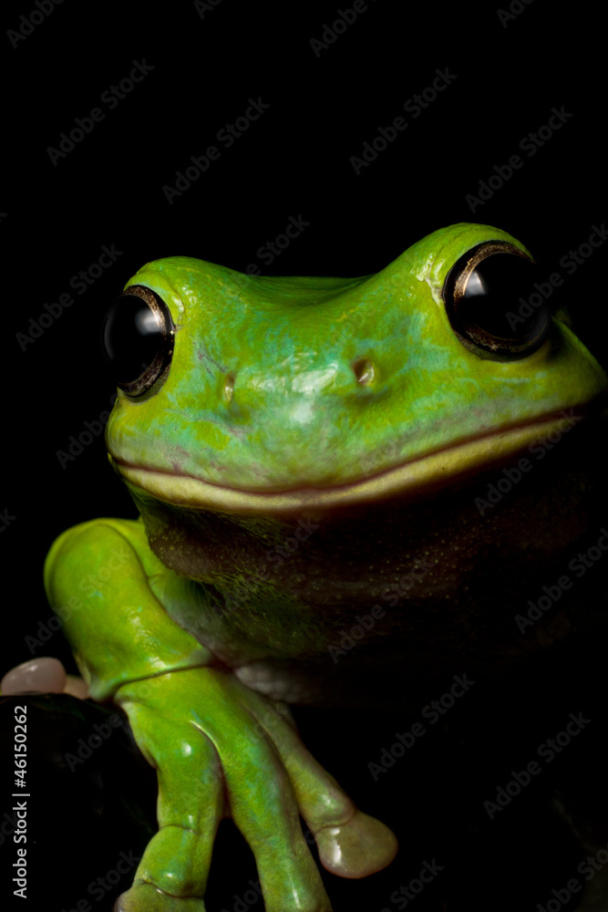 Naklejka premium Curious tree frog