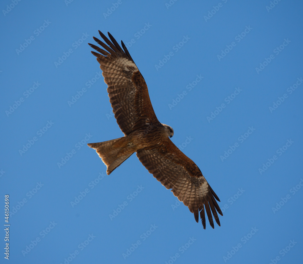 Obraz premium black kite