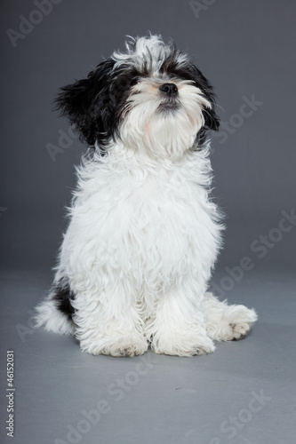 Cute black and white boomer dog isolated on grey background.