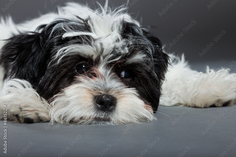 Cute black and white boomer dog isolated on grey background. Cute black and white boomer dog isolated on grey background.