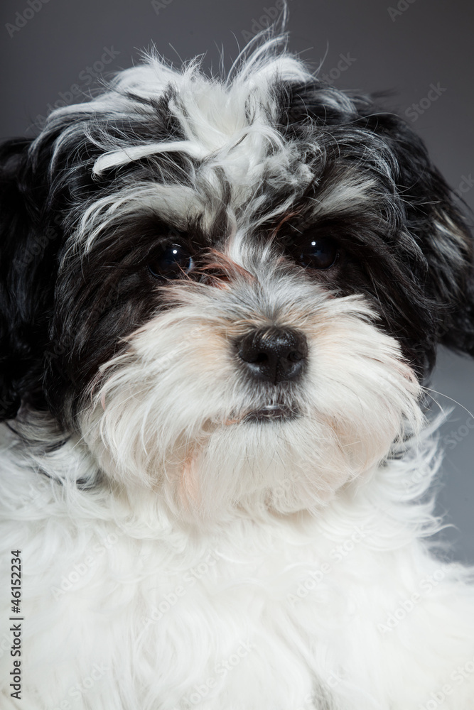 Cute black and white boomer dog isolated on grey background. Cute black and white boomer dog isolated on grey background.