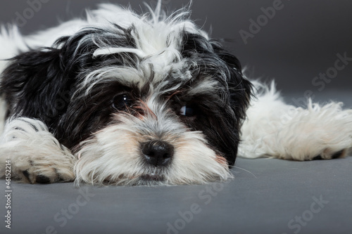 Cute black and white boomer dog isolated on grey background.