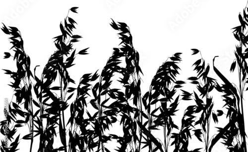 oat field silhouette isolated on white