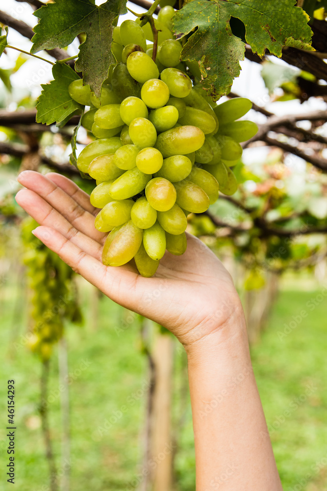 hand holding grape tending in vineyard