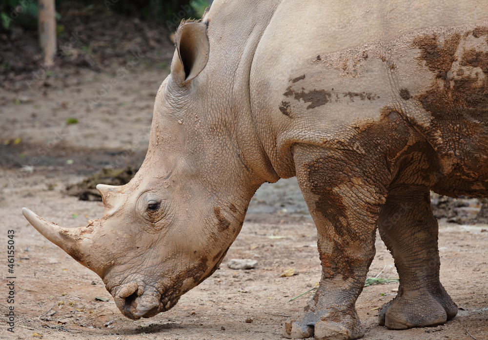 Fototapeta premium rhino