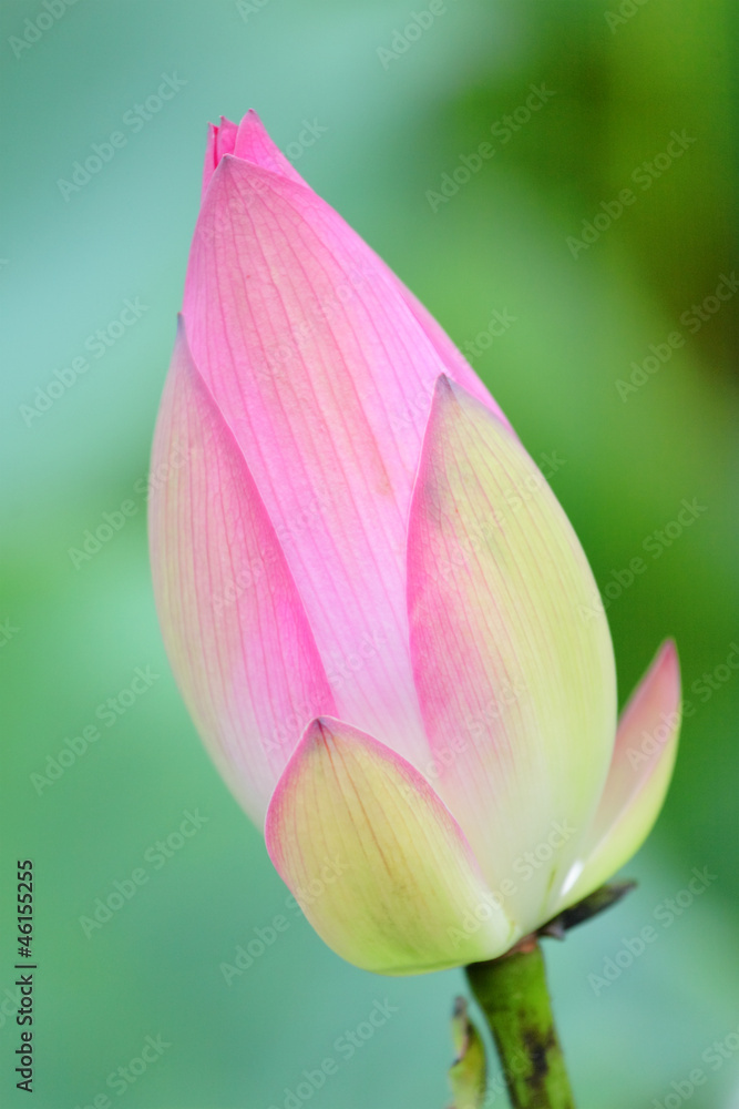 Lotus Bud