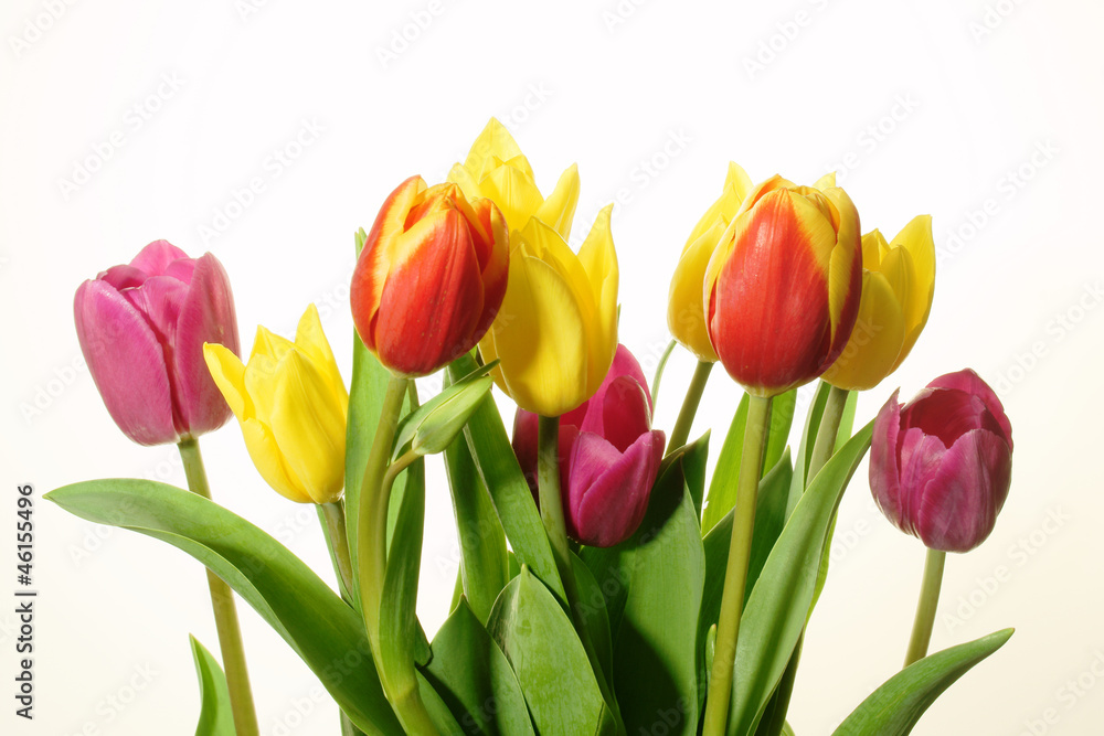 Naklejka premium płatki tulipanów