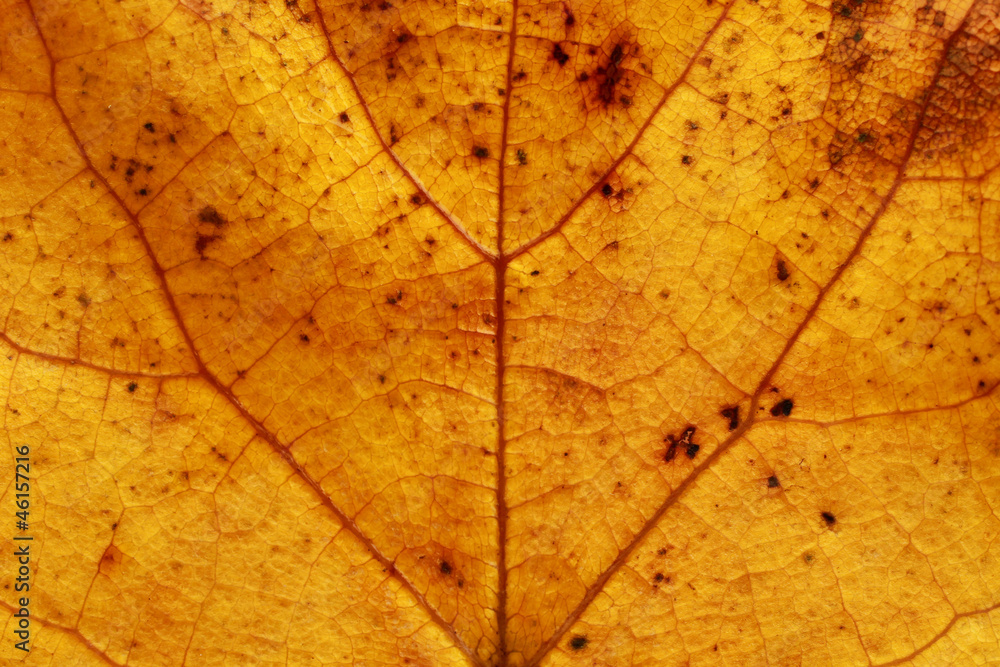 Autumn maple leaves Background isolated on white Autumn maple leaves Background isolated on white