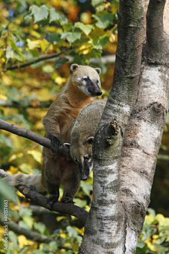 Fototapeta Naklejka Na Ścianę i Meble -  südamerikanische Nasenbären auf einem Baum