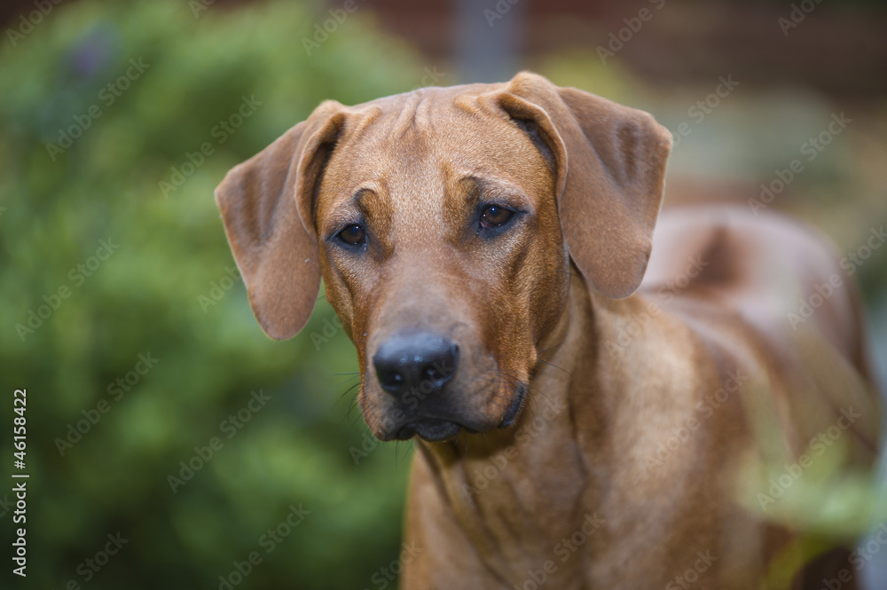 Beautiful young dog rhodesian ridgeback