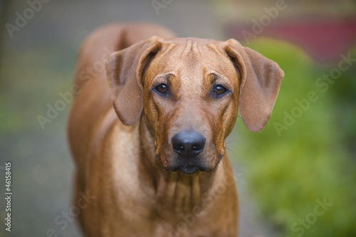 Beautiful young dog rhodesian ridgeback