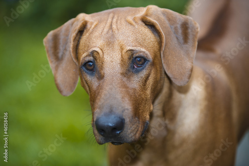 Beautiful young dog rhodesian ridgeback