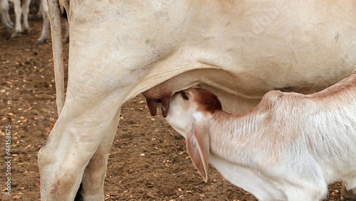 Wallpaper Mural calf suckling in a prairie Torontodigital.ca