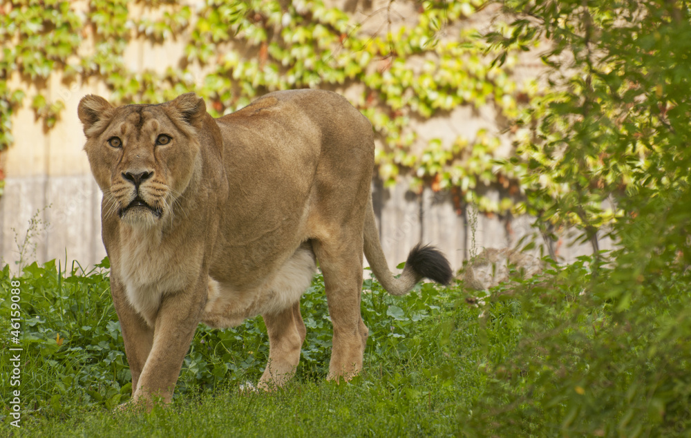 Naklejka premium Lioness