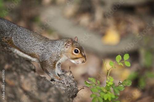 scoiattolo © Restuccia Giancarlo