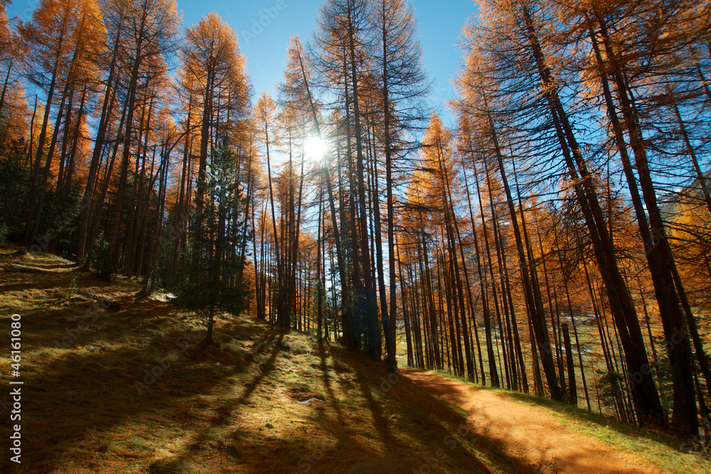 Obraz premium conifere in autunno