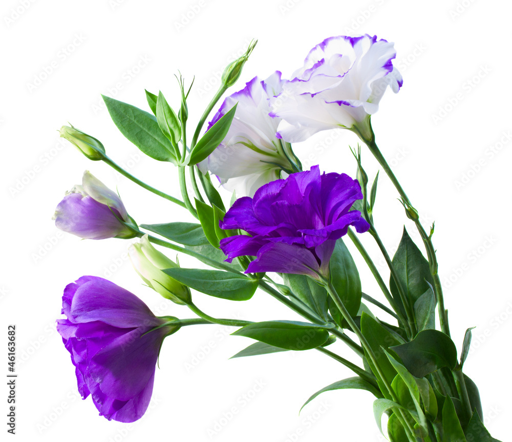 bouquet of eustoma flowers bouquet of eustoma flowers