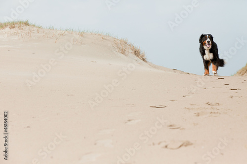 Happy playful berner sennen dog outdoors in dune landscape.