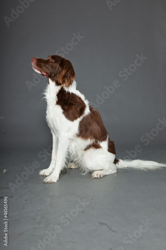 Dutch Partridge Dog isolated on grey background. photo