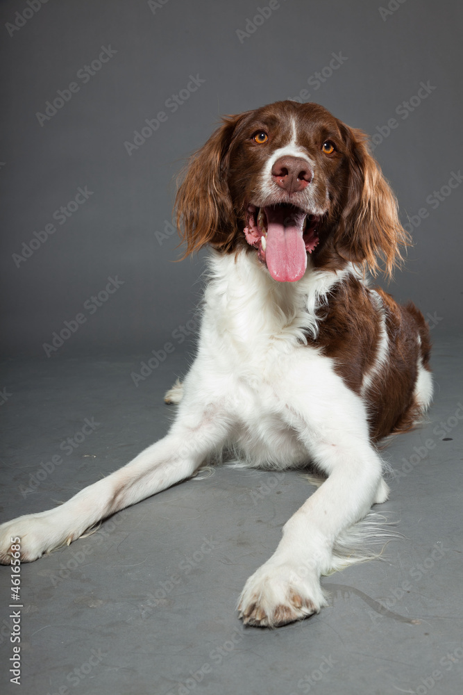 Dutch Partridge Dog isolated on grey background. Dutch Partridge Dog isolated on grey background.