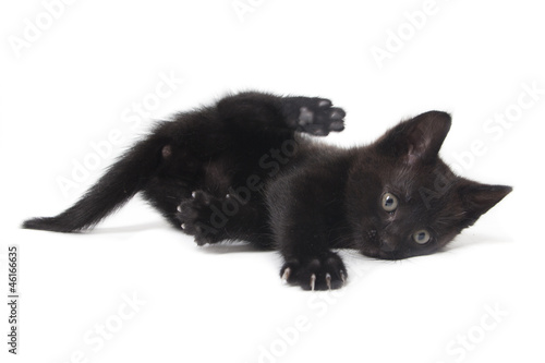 kitten being lazy isolated on white background