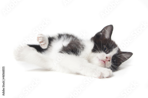 Fototapeta Naklejka Na Ścianę i Meble -  kitten being lazy isolated on white background