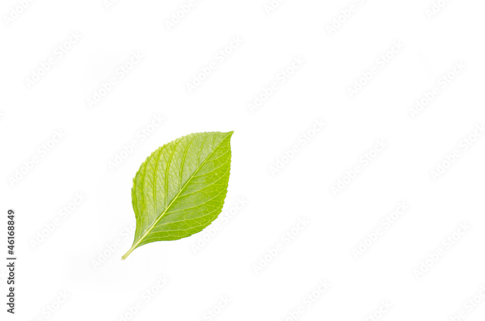 Obraz premium a green leaf