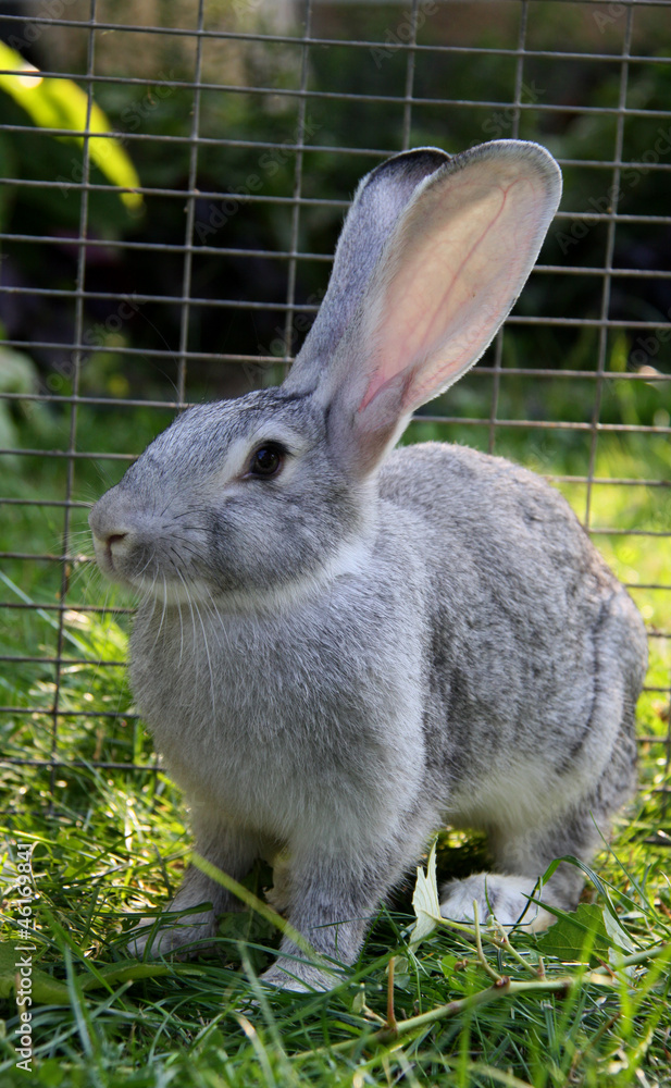 Obraz premium Rabbit