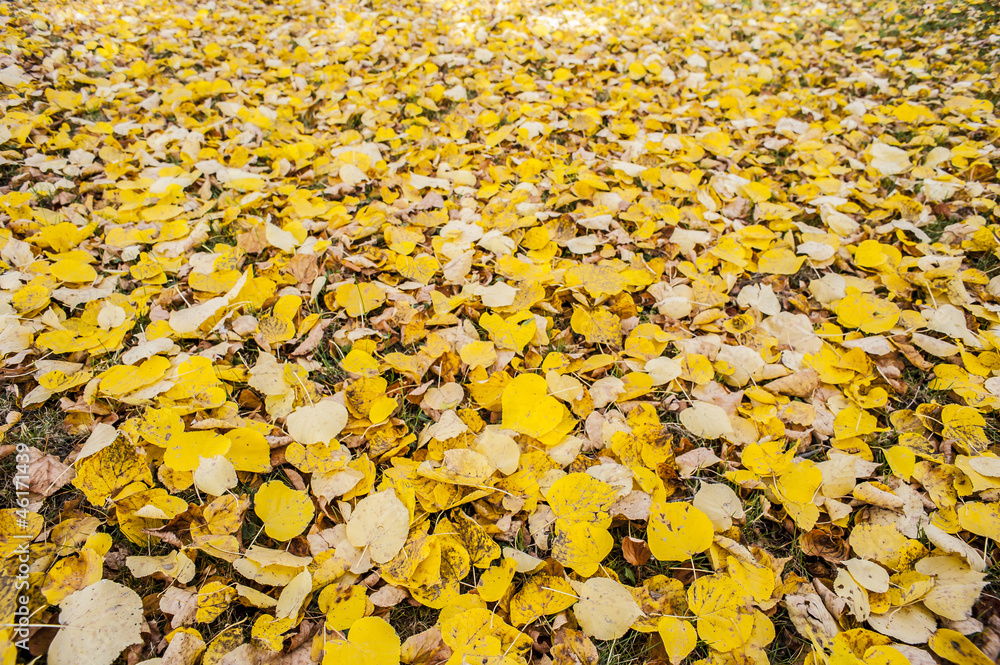 autumnal linden foliage on the ground autumnal linden foliage on the ground