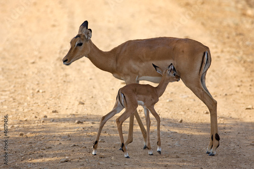 Wild Impala